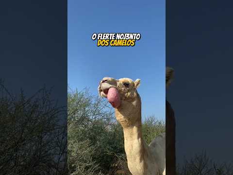 O FLERTE N0J3NT0 DOS CAMELOS | wildboppre #shorts