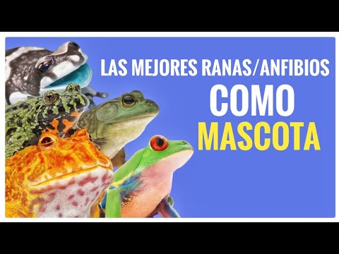 Si quieres una rana (todos queremos) ve este video