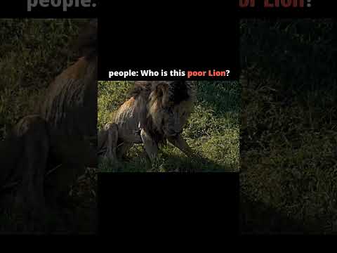 "The greatest lion in the history -The scarface lion" #viral #shorts #youtube #video