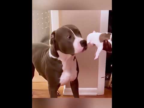 Dog meets a new friend for the first time #dog #funnydog #dogs #funnyvideo #fyp