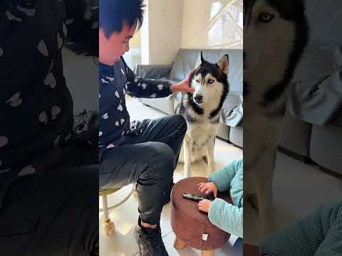 Dog: You are such a jerk! Who doesn’t have a stupid dog at home ,People and dogs always go crazy