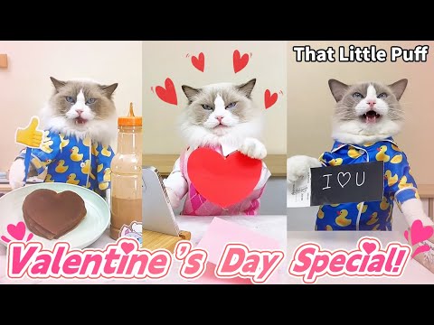 Meow Chef: Valentine's Day Special!💞😆 | That Little Puff