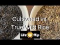 Wild Rice Harvesting and Cooking Methods