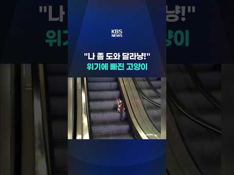 에스컬레이터에 갇힌 고양이의 결말은? #shorts / KBS