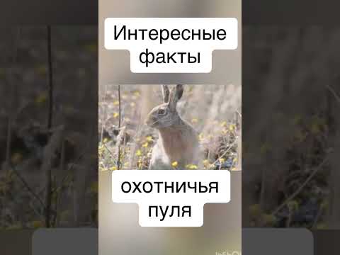 История охоты и ружья #охотарыбалка#охотанауток