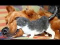 Understanding Dog and Cat Friendships