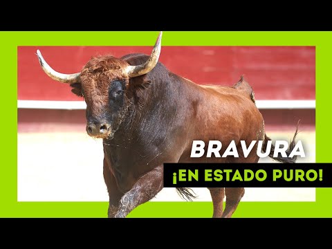 Los TOROS SALVAJES más BRAVOS soltados en 2023 ¡Qué ANIMAL!