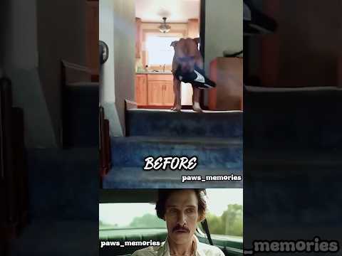 He was always there waiting. Now, it’s just empty stairs 😭💔 #sad #dog #shorts 