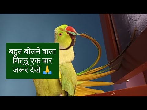 बहुत बोलने वाला मिट्ठू एक बार जरूर देखें 🙏#video #talkingparrot #viral @alexparrot829