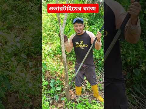 পাম বাগানে ওভারটাইমের কাজ #malaysia #পাম_বাগান