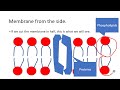 Exploring the Structure of Cell Membranes
