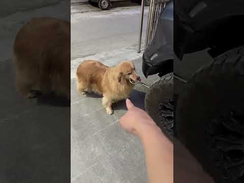 真的是太过分了，这太明目张胆了#金毛 #狗狗 #萌宠