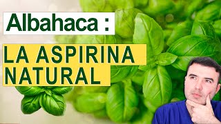 ¡LA ALBAHACA NO te dejará Enfermar! ( ESTO LE PASA A TU CUERPO CUÁNDO CONSUMES ALBAHACA)