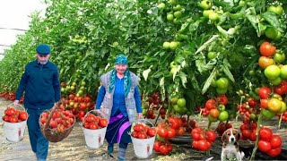 Домашняя томатная паста из помидоров с огорода | Рецепт бабушки🍅