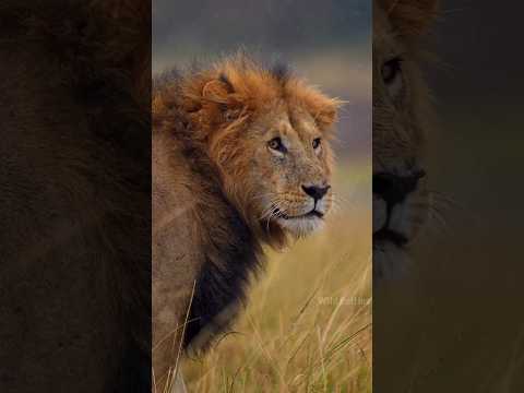 🦁Lion vs Anaconda किसकी जीत होगी? By Wild Battles