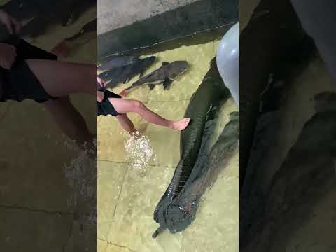 Over two meters long, the giant arapaima is absolutelystunning#FishKeepingDiary#Arapaim#LuckyCatFish