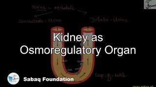 Kidney as Osmoregulatory Organ