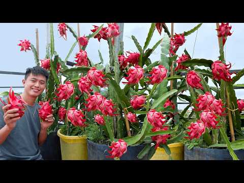 I Regret Not Knowing This Dragon Fruit Growing Trick Sooner – So Many Fruits!