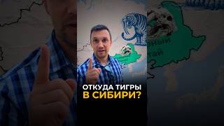 Откуда тигры в Сибири? 🐯