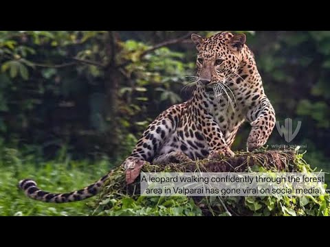 Leopard Walking Confidently on Valparai Road Goes Viral on Social Media