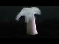 Cnidarian Anatomy and Movement