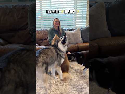 Life With ✨Huskies✨ Without Them Life Would Be Boring 🤣 #huskies #dogshorts #funny #dogs #dogmom