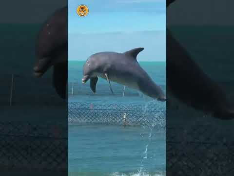 Dolphins கு எதனால இப்படி பண்றாங்க.!? | Dolphins Eats Ice cubes | Animal Voiceover Tamil