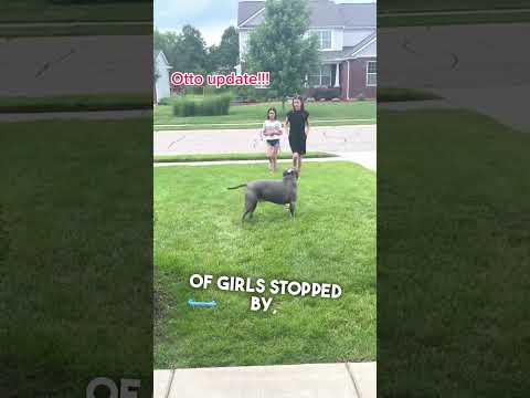 This Dog Just Wants New Friends ❤️