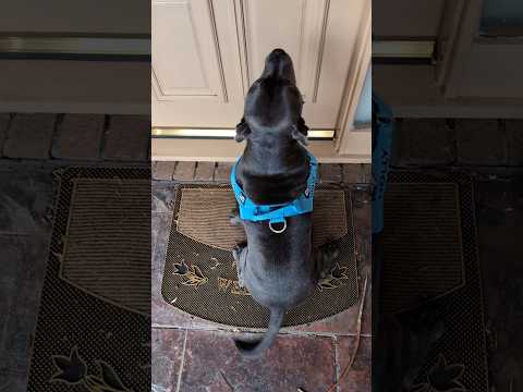 Holly's Grandparents back from holiday! Think she was excited? ๐ #bluestaffy #dog #englishstaffy