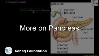 More on Pancreas