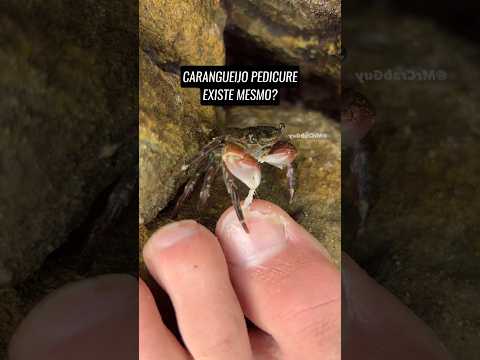 CARANGUEIJO PEDICURE EXISTE MESMO? #soulmarcossilva #carangueijopedicure #curiosidades #animais