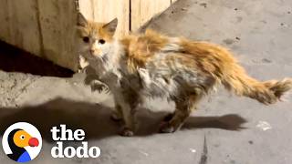 Matted Stray Cat Keeps Going To Pharmacy Until She Finds Help | The Dodo