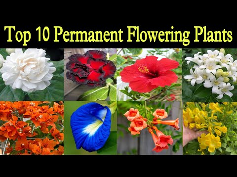 Top 10 Permanent Flowering plants for summers / 10 फूलो के पौधे जो पूरी गरमी अनगिनत फूल देते रहेंगे