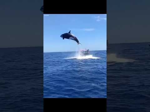 Why Orcas Kill Great White Shark?🦈 By Wild Battles