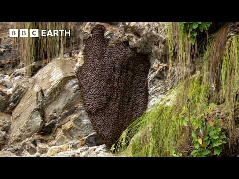 Bees vs Hornets: Nature's Most Synchronised Defence System | BBC Earth