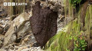 Bees vs Hornets: Nature's Most Synchronised Defence System | BBC Earth