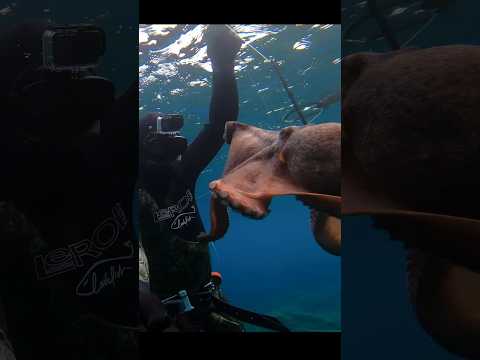 Il grosso polpo #lovefish #pescasub #polpo