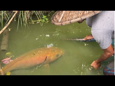 Amazing village Fishing - Traditional Fishing in Rural Village Pond