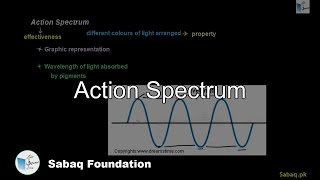 Action Spectrum
