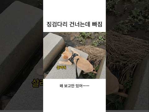 견생 첫 징검다리인데 빠짐