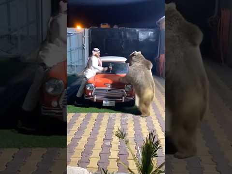 Como cuando tienes un oso de mascota y te gusta jugar