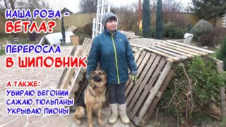 видео