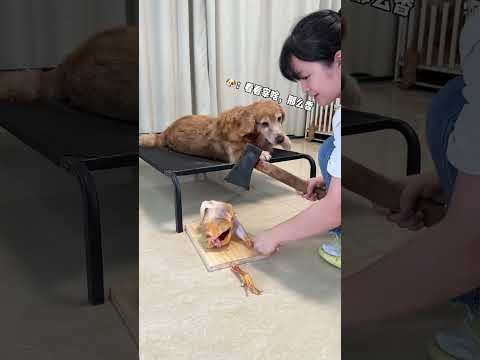 Itโs all your fault that I canโt sleep. Golden Retrievers Cute Pets Cute Pets Presentation Plan.