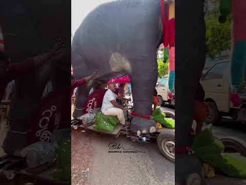ഇതിനു ഇങ്ങനെ ഒരു ഡ്രൈവർ ഉണ്ടായിരുന്നല്ലേ 😂😂 | അങ്ങോട്ട് പറപ്പിച്ചു വിട് പാപ്പാ | Kerala elephant