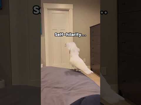 Funny parrot!😂😆#parrot #parrots #parrotsoftiktok #parrotlove #bird #birds #fun #funny
