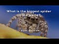 Spider Knowledge and Facts