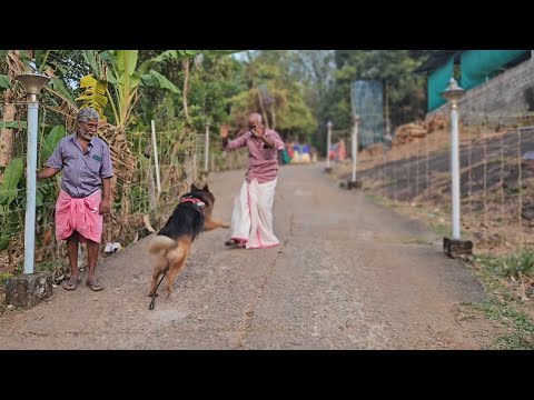 ലിയോയും ലൈക്കയും ഉത്സവപ്പറമ്പിലേക്ക്|Leo|Laika|Chottu