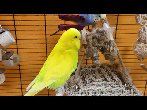 happy budgie sounds