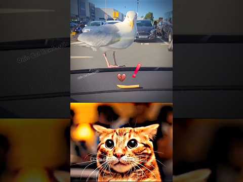 give this video title (warning answer) #cat #meme #dance #trending #tiktok
