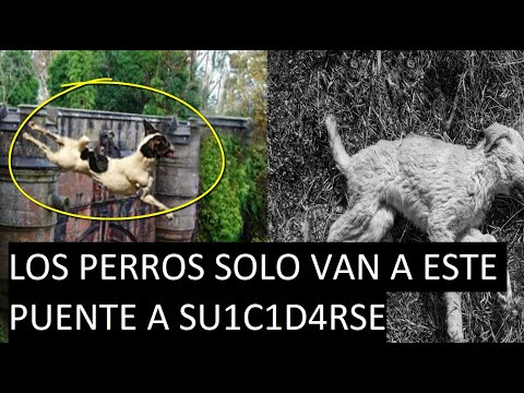 Misteriosos Lugares en el Mundo Donde los perros van a Suicidarse